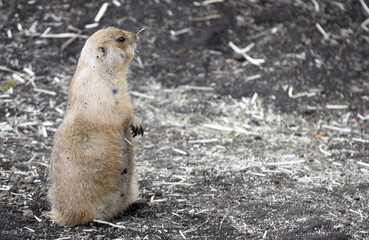 prairie dog on the ground