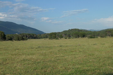 Fototapeta premium green grass and blue sky