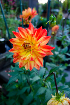 red and yellow dahlia