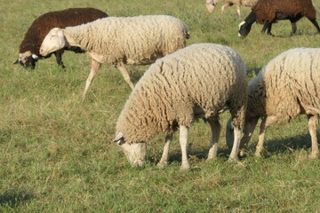 Obraz premium sheep and lambs