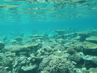 Fototapeta na wymiar Unterwasserwelt Embudu