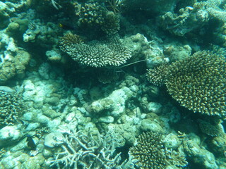 Unterwasserwelt Embudu