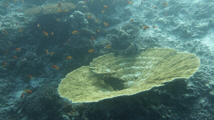 Unterwasserwelt Embudu