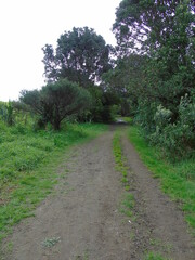 dirt road in the forest