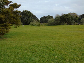 green grass field