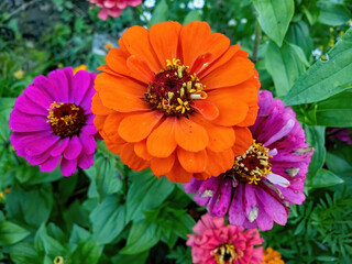 Beautiful big orange Zinnia flower in full bloom with two purple ones in the background.