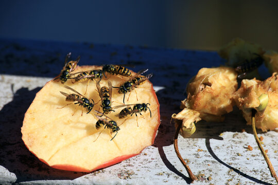 Wespen auf Apfel