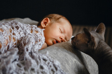 Sphinx cat looks and sniffs newborn baby boy, who sleeps on pillow under the knitted plaid indoor. Cute and pretty. Home care and cozy. Motherhood
