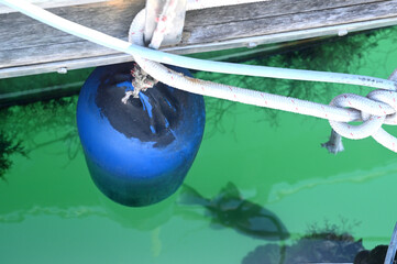 Blue fender and a fish in the water