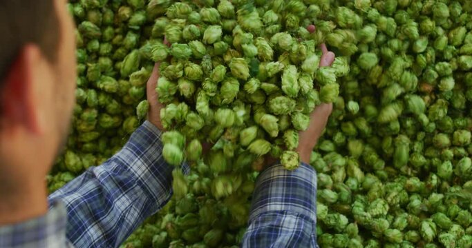 An young successful farmer is controlling with his hands at the moment harvested biologic raw hop flowers used for high quality beer production in ecological craft brewery.