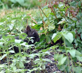 Eichhörnchen im Garten