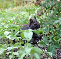 Eichhörnchen im Garten