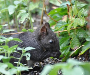 Eichhörnchen im Garten