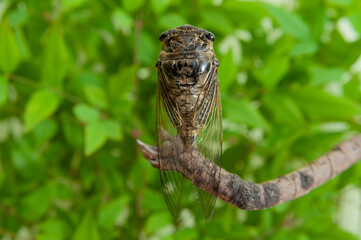 Japanese cicada - Graptopsaltria nigrofuscata, the large brown cicada, called aburazemi in Japanese. On dry branch. Isolated on beautiful green leaf blur background.