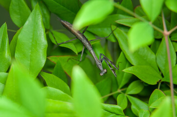 Chinese mantis (Tenodera sinensis) - Praying Mantis on green leaves.