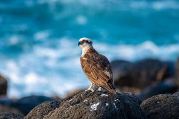 Eastern Osprey - Fingal Head, Australia