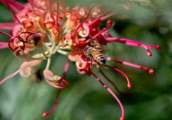 Western Honey Bee on Grevillia - Brisbane Australia