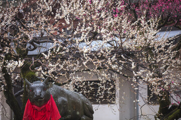 京都府 北野天満宮 梅