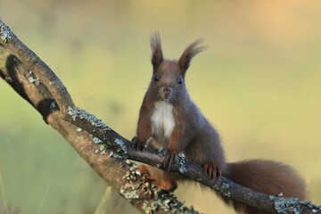 Naklejka na ściany i meble Cute red squirrel sitting on the branch. Art view on wild nature. Sciurus vulgaris