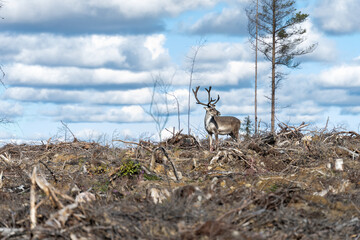 reindeer in the forest