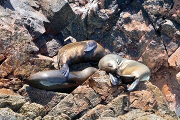 california sea lion