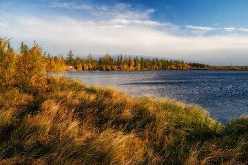 Autumn north scenery with yellow grass, golden trees, lake and small forester house