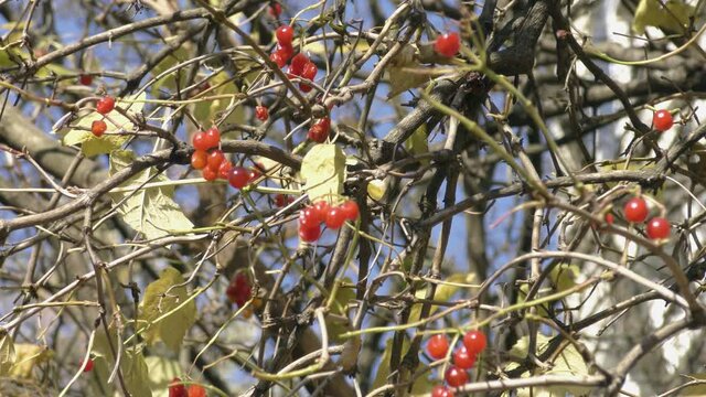 Red viburnum (guelder rose, virginity ) berry in autumn city close up