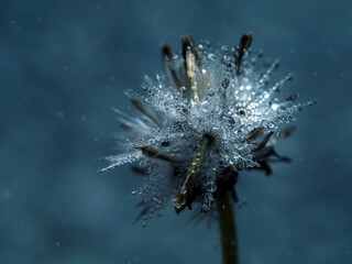 Soft focus of Coat buttons or Mexican daisy flower with water drop.