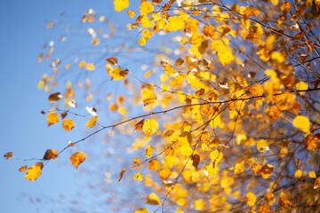 Bright golden birch tree leaves and a blue sky background