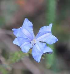 Delicate blue flowers of leschenaultia  biloba in spring in gravelly soil in Crooked Brook National...