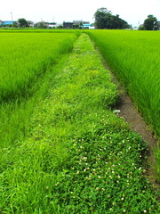 7月の青田と白詰め草咲く畦道風景