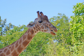 Portrait de girafe au parc de la Flèche