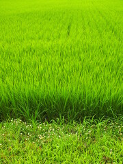 7月の青田と白詰め草咲く畦道風景
