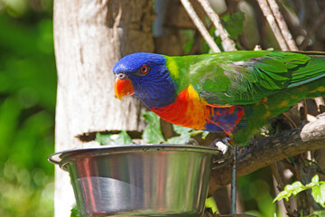Lori arc-en-ciel au parc de la Flèche