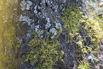 Green moss grows on the trunk of a large tree.