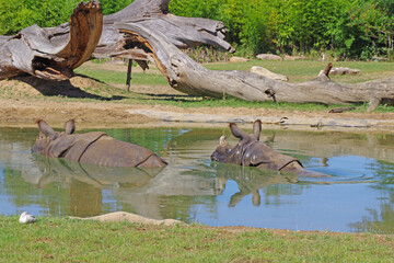Rhinocéros au parc de la Flèche