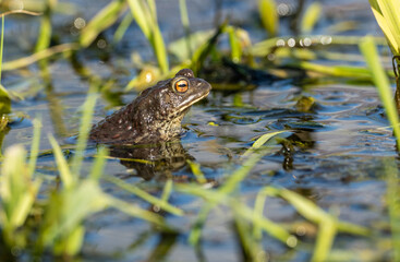 european common toad (bufo bufo) looking out of in shallow water