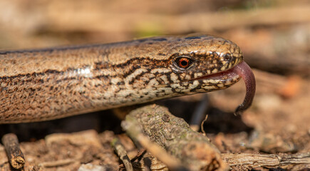 slowworm, blindworm, deaf adder or long-cripple (Anguis fragilis) head detail with tongue out