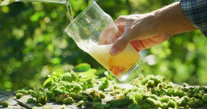 Close up shot of a fresh high quality gold foamy beer is poured in a transparent glass on a background of collected biological hop flowers in plantation with a sun shining.