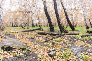 Birch forest after a fire burnt trees