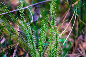 Close-up green plant in a clearing in the forest.