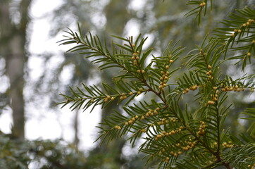 Small yellow brown globe like structures down a yew tree Taxus baccata branch that are the trees...