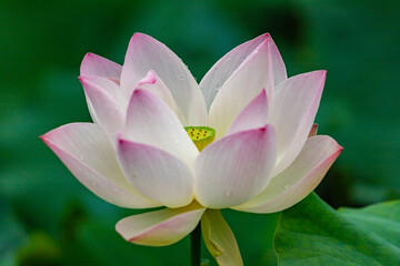 美しく咲く蓮の花