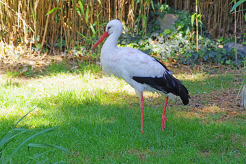 Cigogne au parc de la Flèche