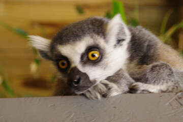 Bébé lémurien au parc de la Flèche
