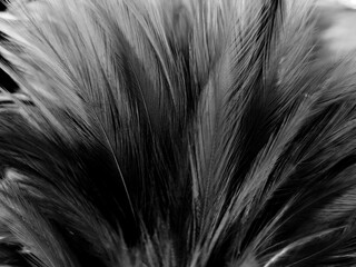 Beautiful abstract black feathers on white background and soft white feather texture on white pattern and dark background, gray feather background