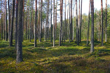 Beautiful green pine forest on a clear spring day.