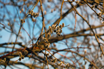 Buds bloom on the branches. The onset of spring.