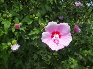 ピンクの槿の花