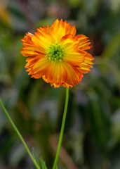 orange cosmos flower in the garden